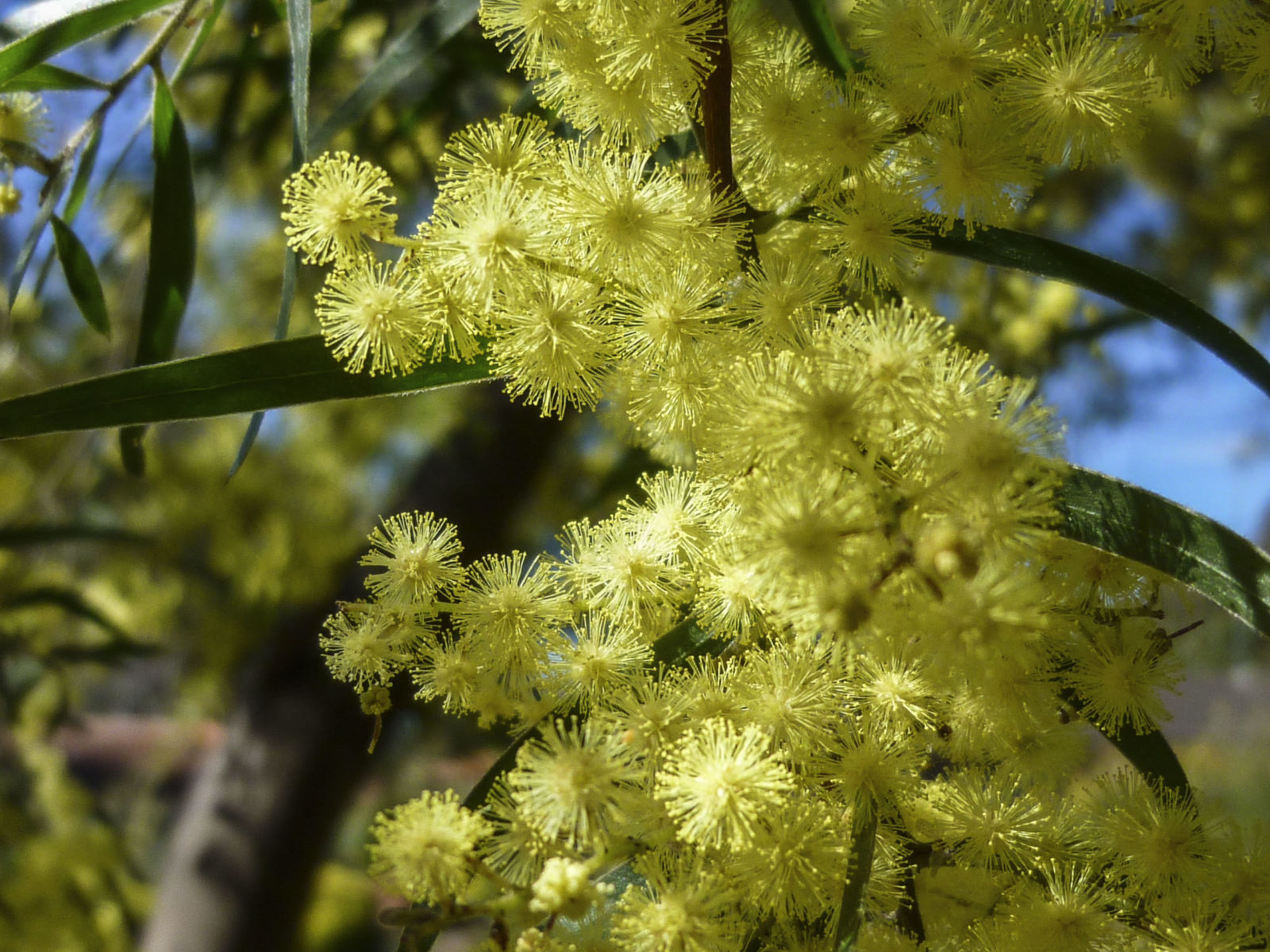 Brisbane Golden Wattle - Acacia fimbriata - Care Guide