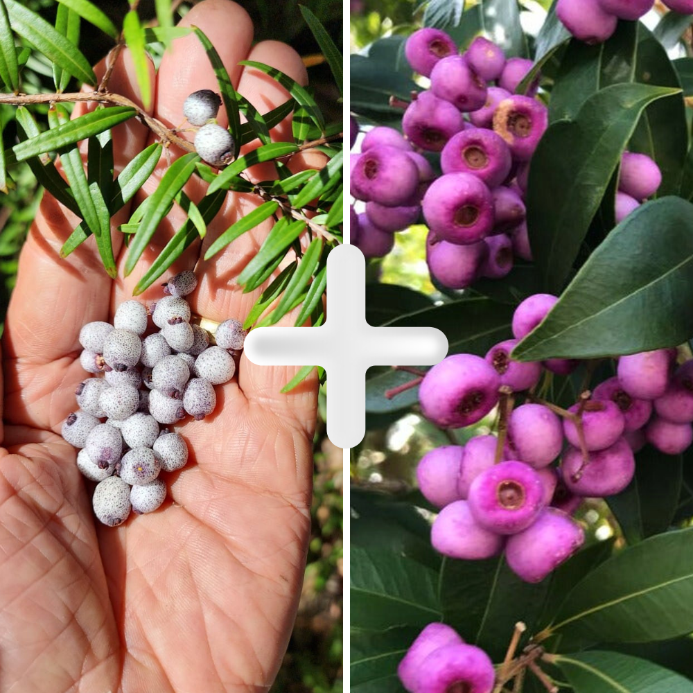 Midyim Berry + Lilly Pilly Bundle (140mm Pot)