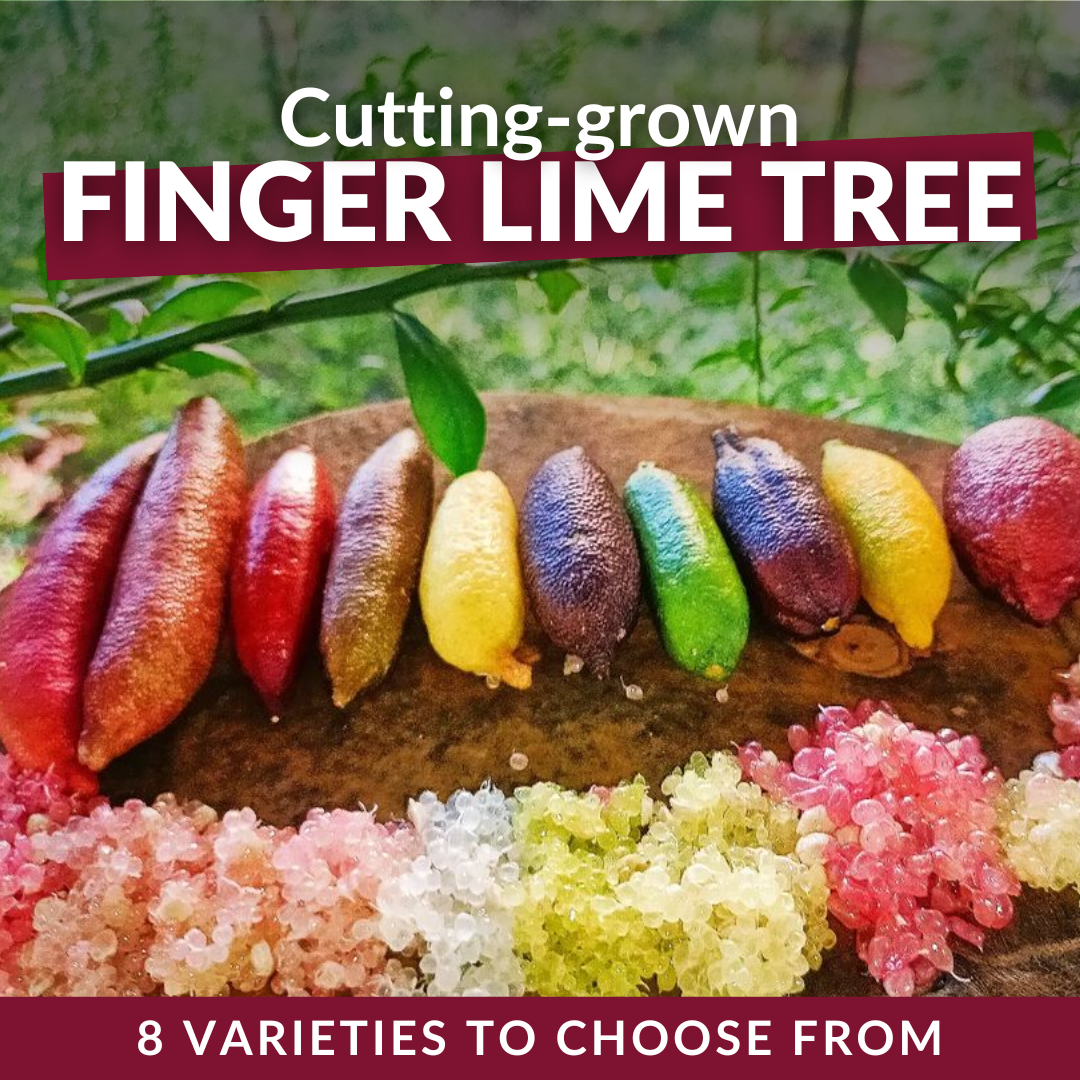 Finger Lime Tree (CUTTING GROWN)