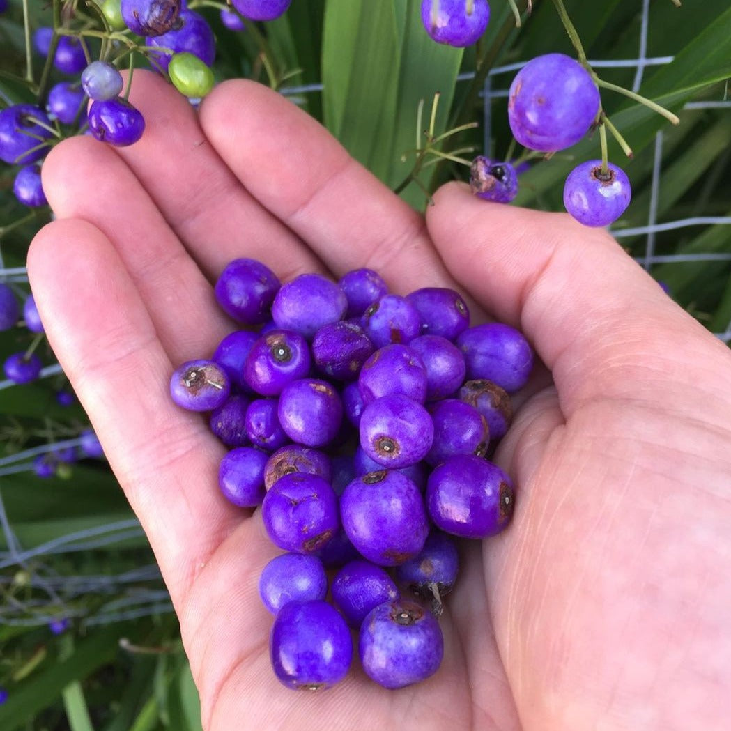 Blue Flax Lily Plant plant Melbourne Bushfood 