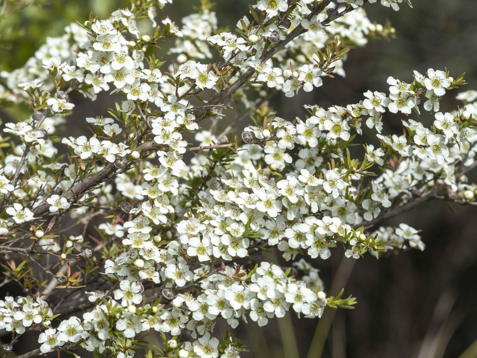 Yellow Tea Tree - Leptospermum polygalifolium - Care Guide