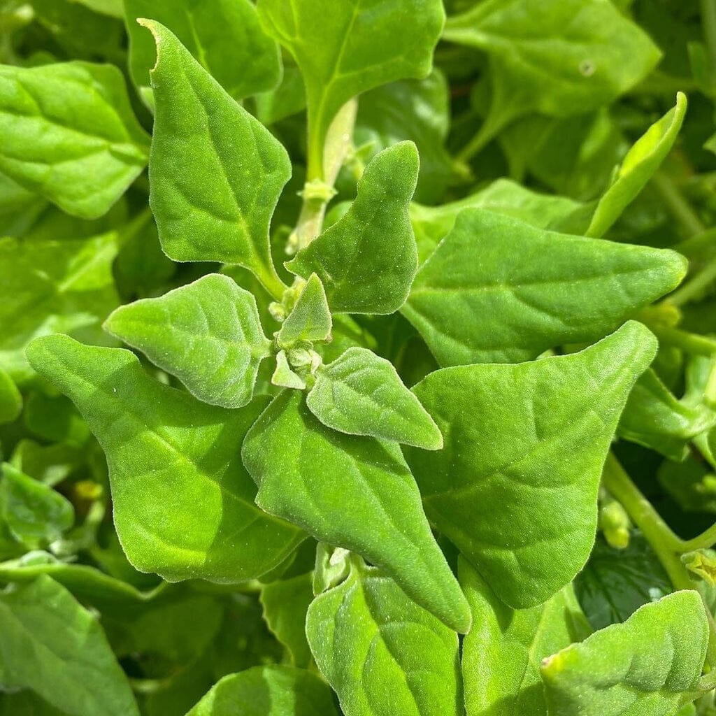 Warrigal Greens - Tetragonia tetragonioides - Care Guide