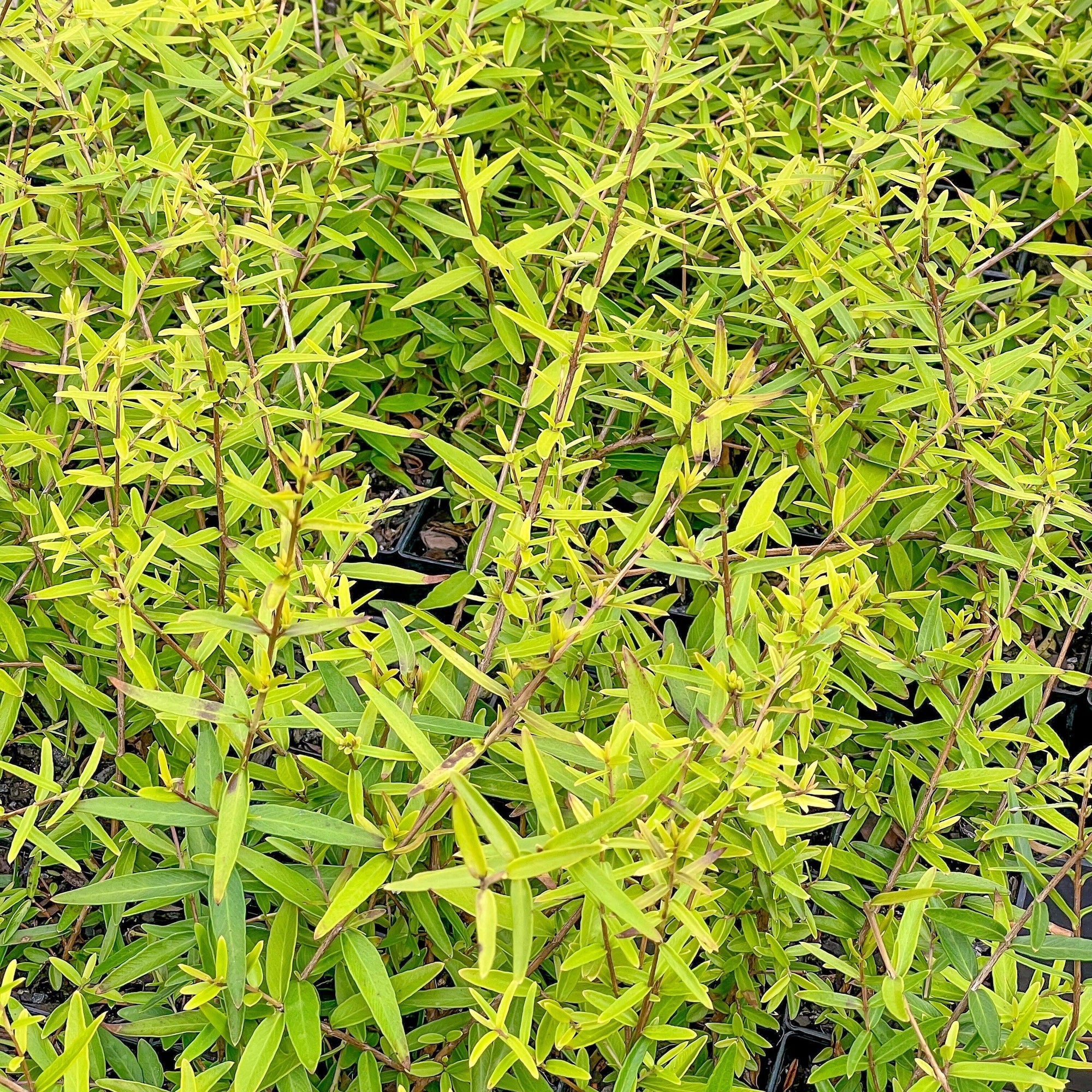Curry Myrtle - Backhousia angustifolia - Care Guide