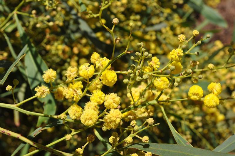 Swamp Wattle - Acacia retinodes - Care Guide