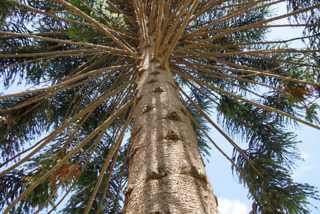Bunya Pine - Araucaria bidwillii - Care Guide