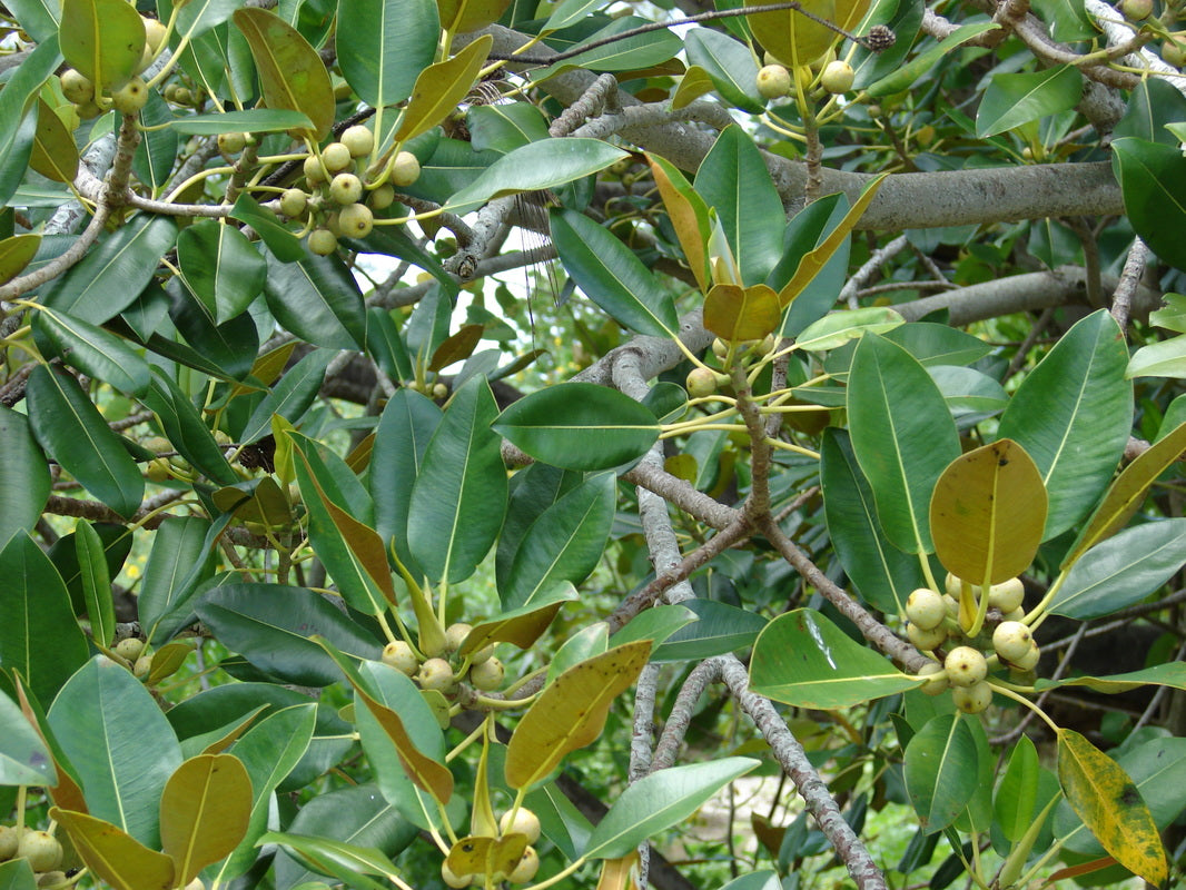 Moreton Bay Fig - Ficus macrophylla - Care Guide