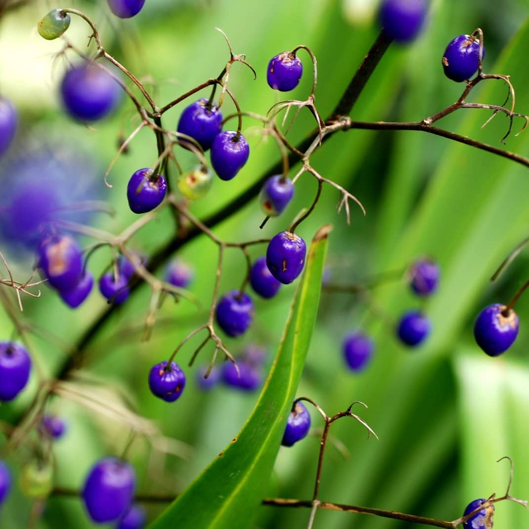 Blue Flax Lilly - Dianella caerulea  - Care Guide