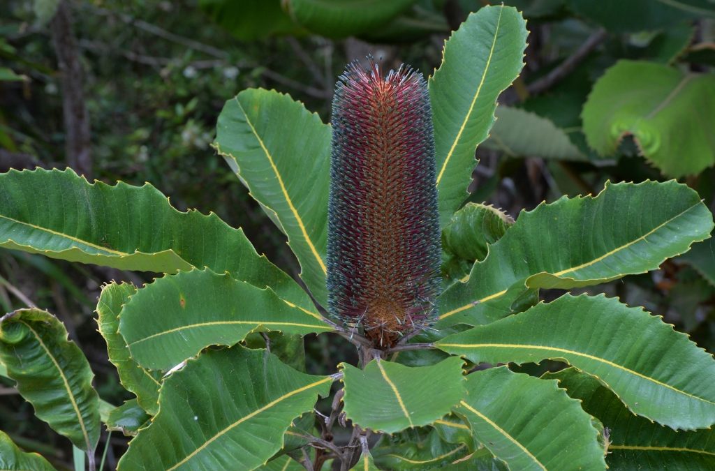 Swamp Banksia - Banksia robur - Care Guide