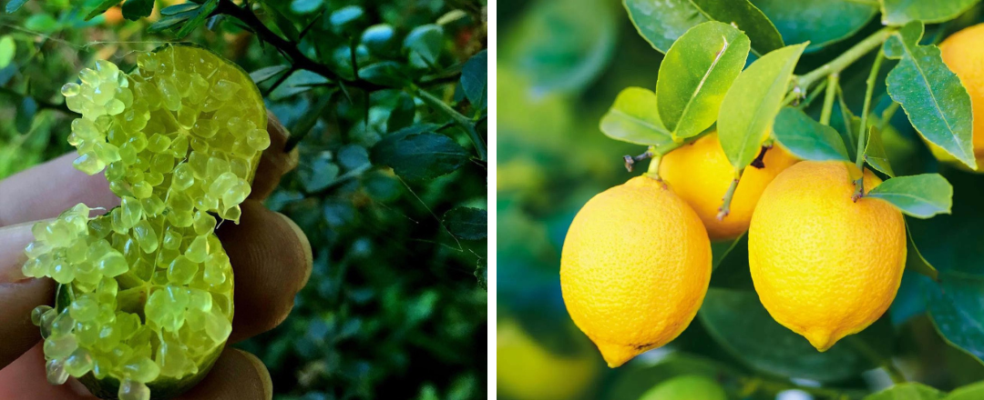 The Battle of Citrus: Finger Limes vs. Traditional Lemons