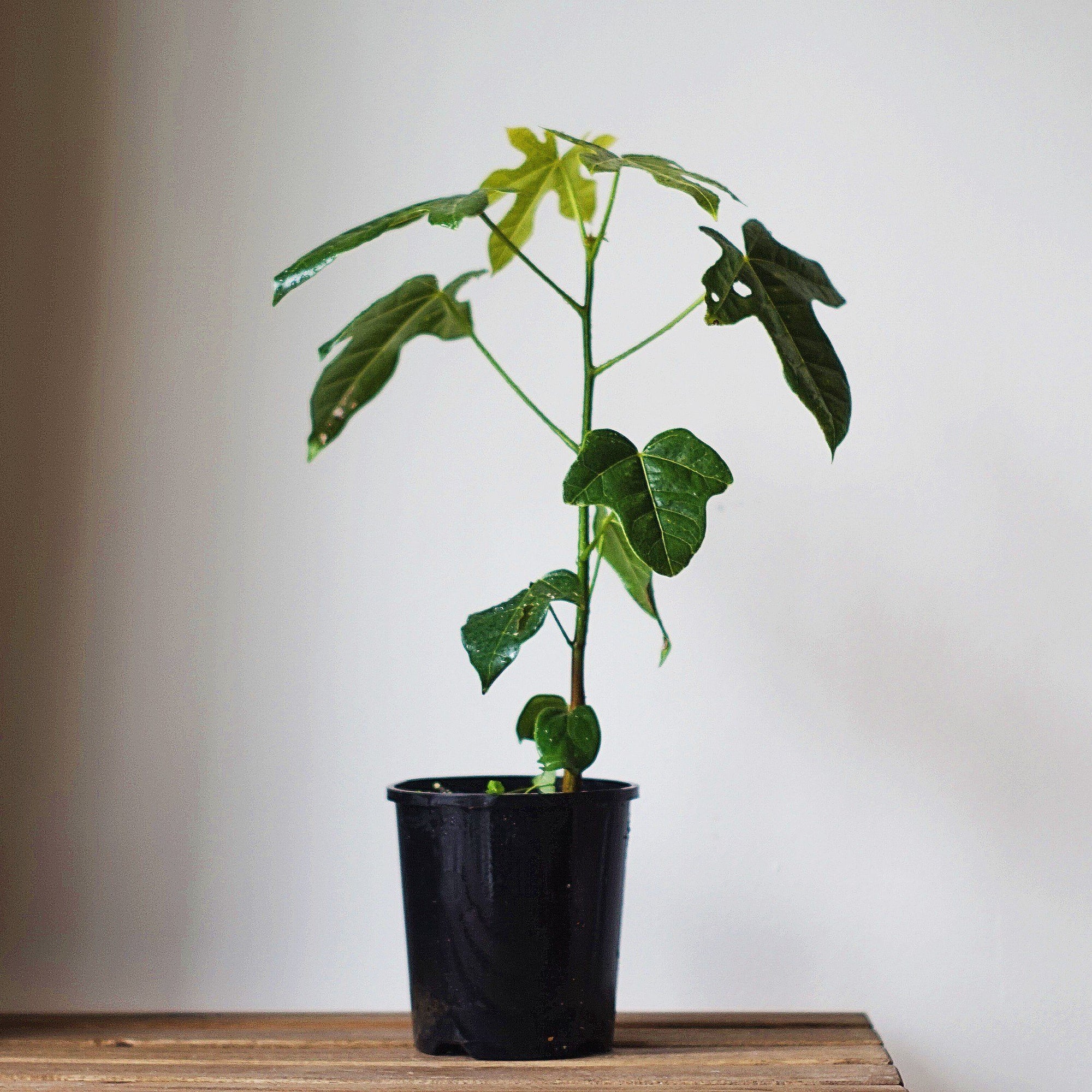Kurrajong - How to grow a healthy plant