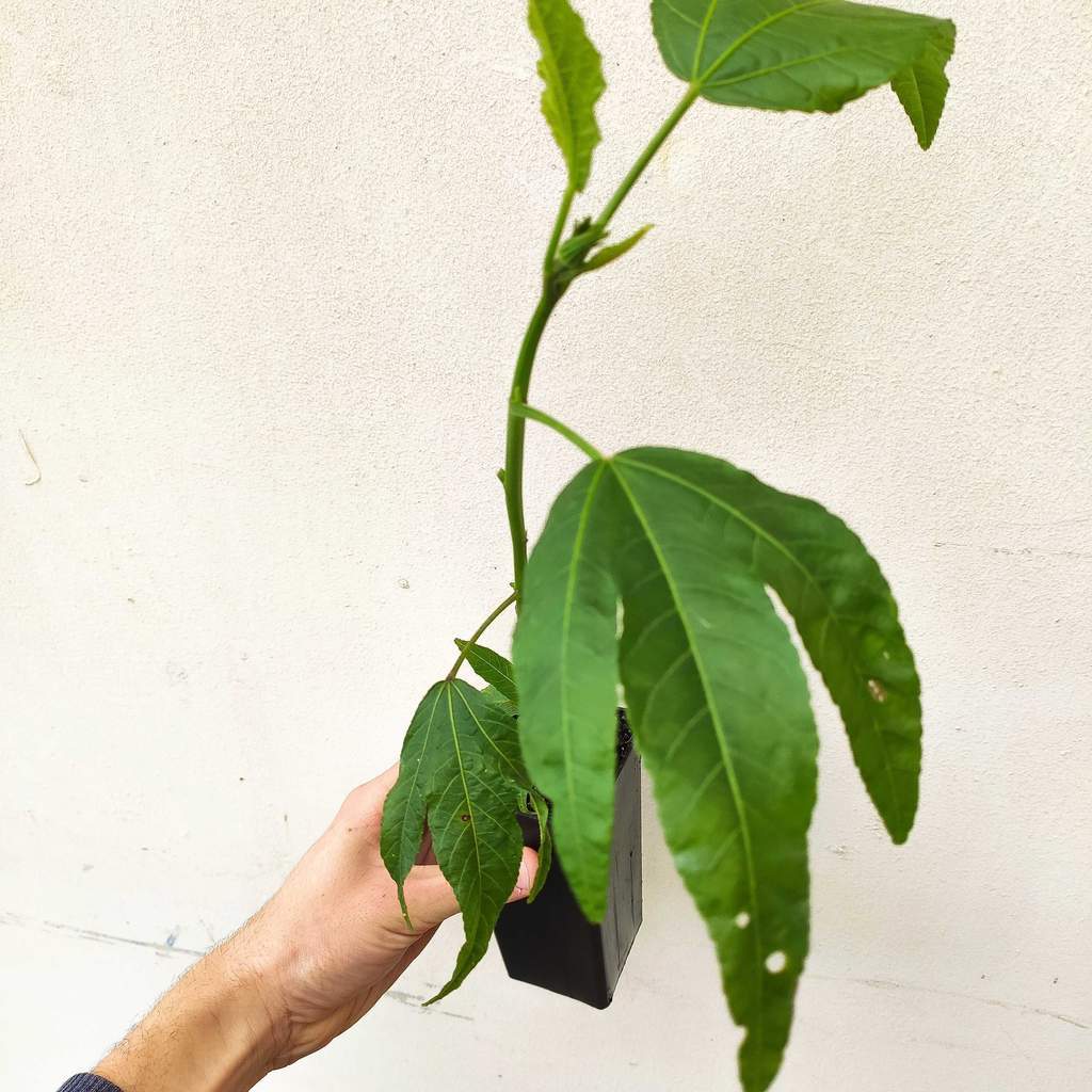 Rosella Plant - Growing Rosella Plant