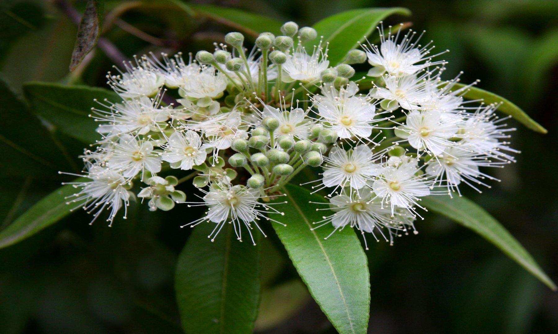 Lemon Myrtle – it's medicinal use and powerful flavour