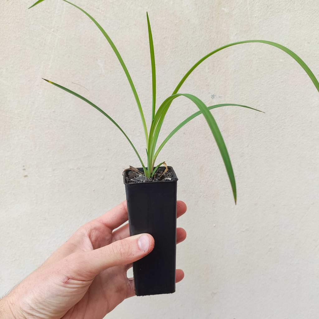 Vanilla Lily Plant- How to Grow Vanilla Lily Plant