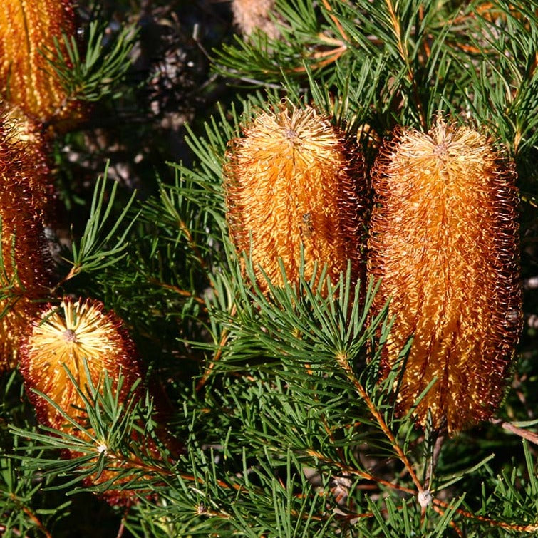 Hairpin Banksia Plant