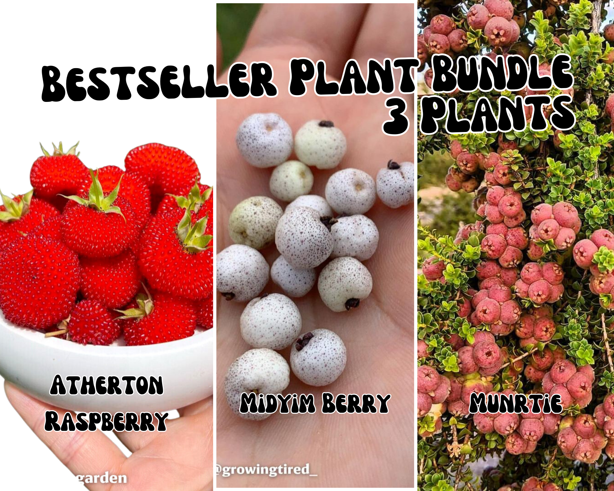 Best Seller Bushfood Plant Bundle (3 plants)