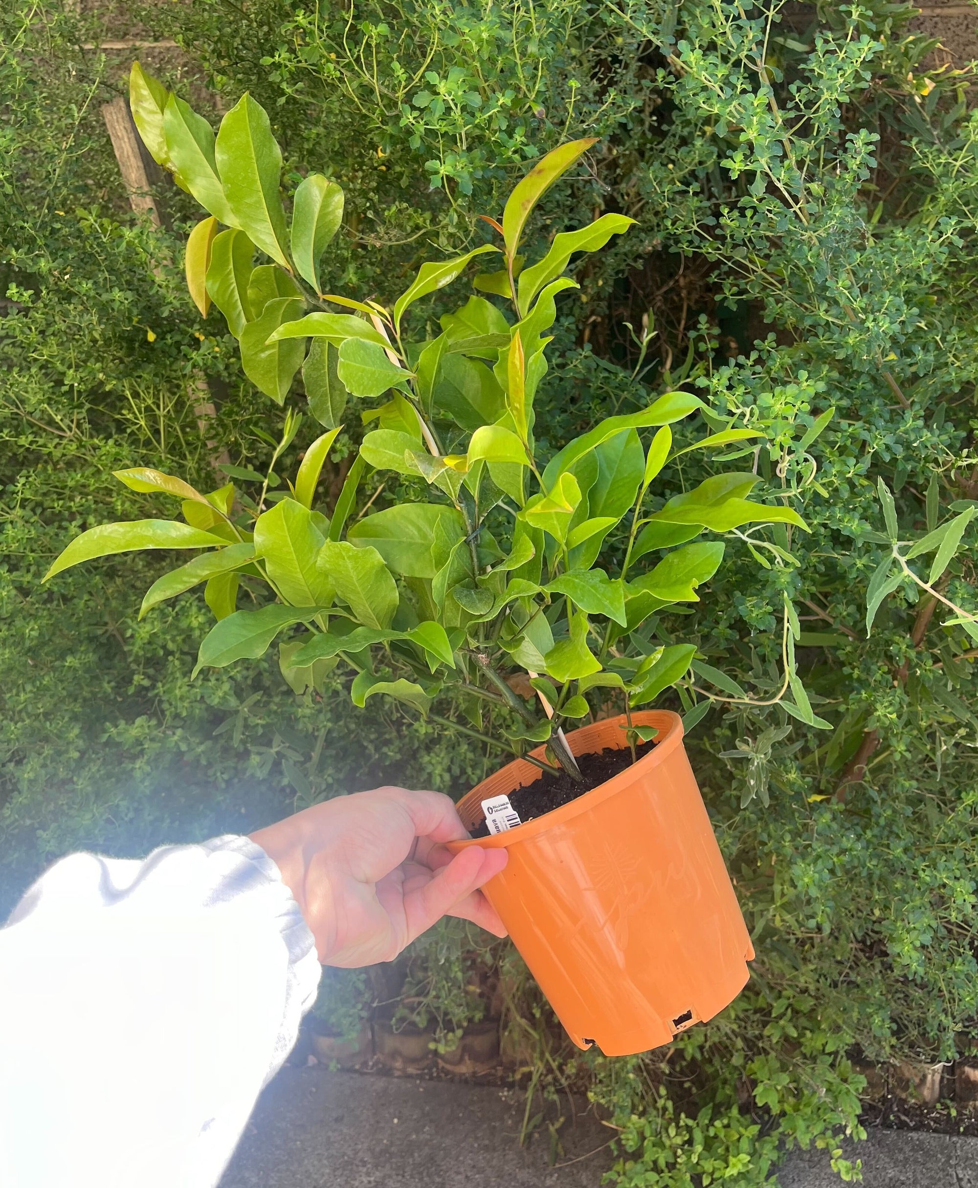 Native Guava "Bolwarra" Plant (140mm)