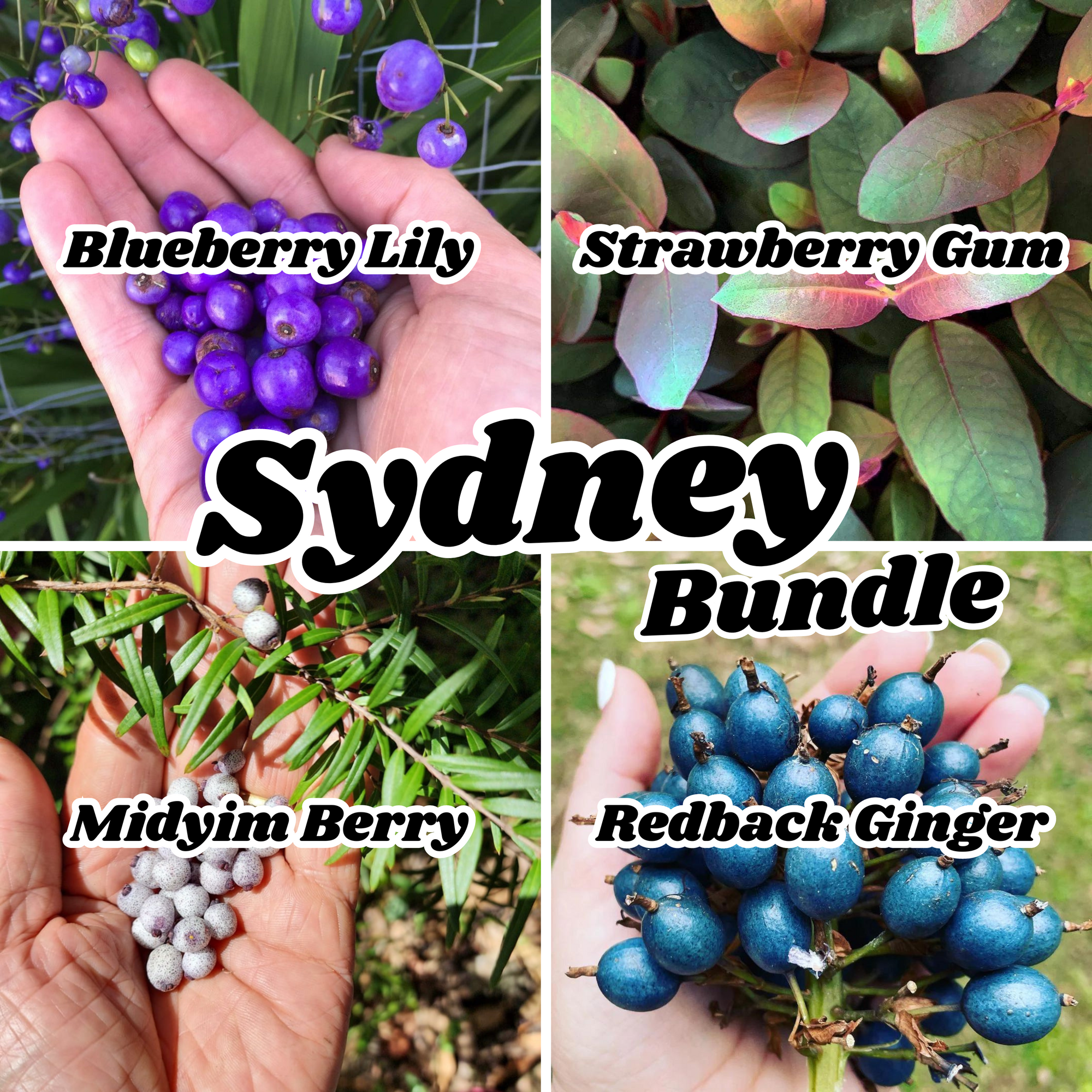 SYDNEY Bushfood Bundle Plant (4 plants)