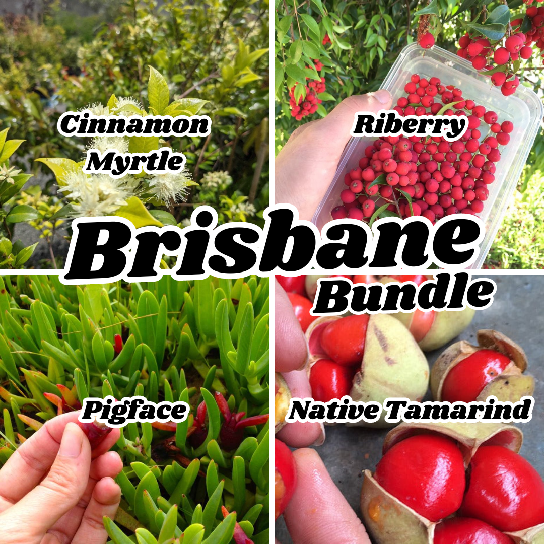 BRISBANE Bushfood Bundle Plant (4 plants)