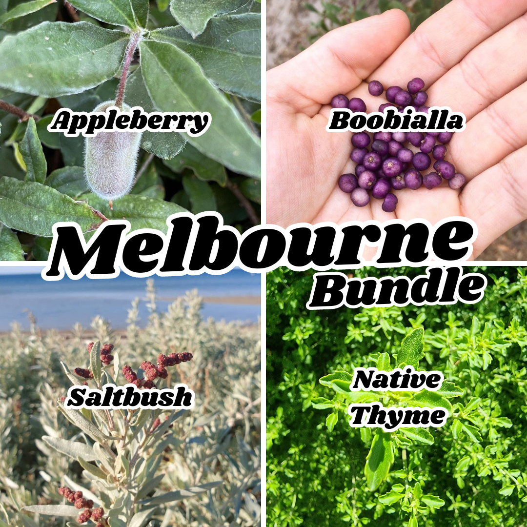 MELBOURNE Bushfood Bundle Plant (4 plants)