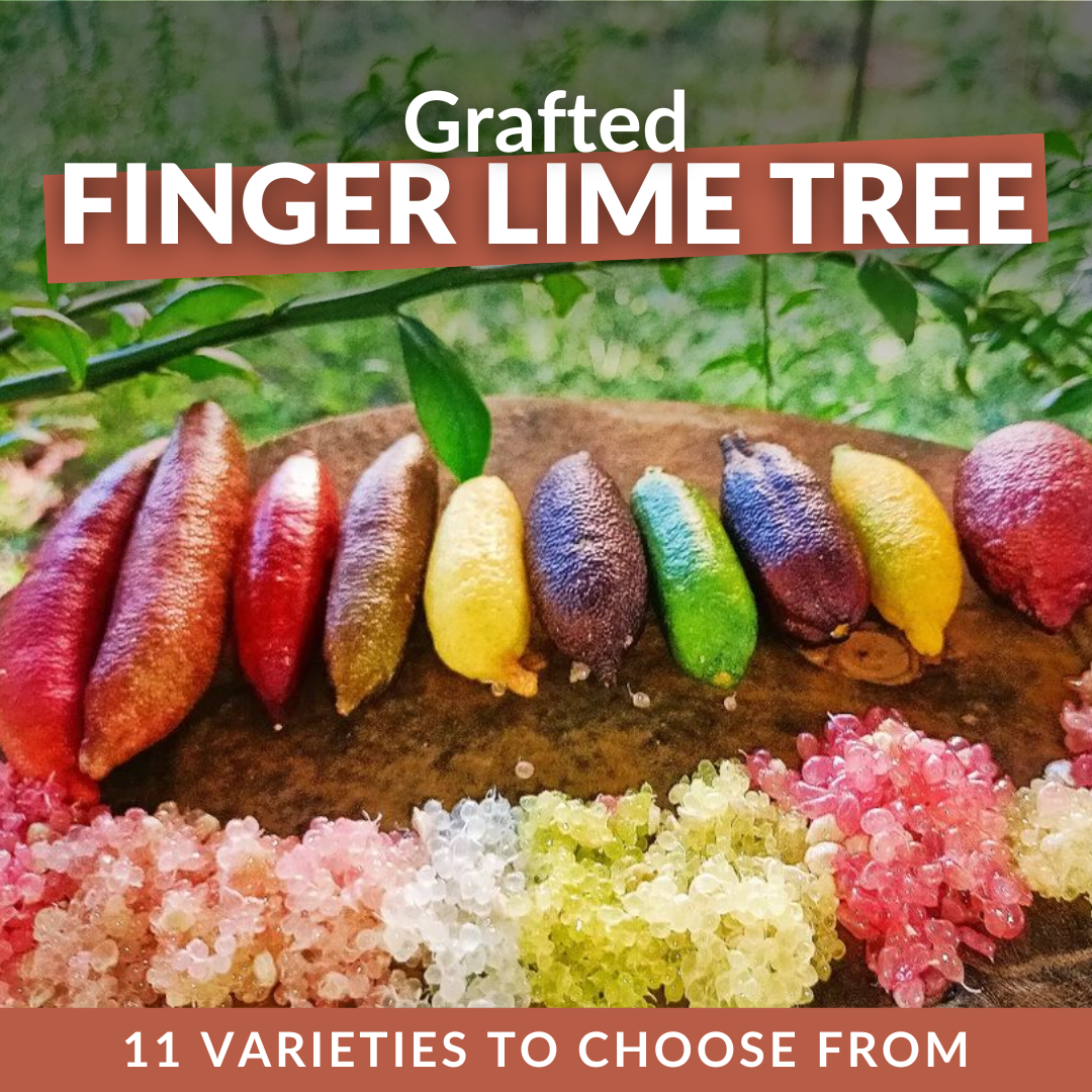 Finger Lime Tree (GRAFTED)