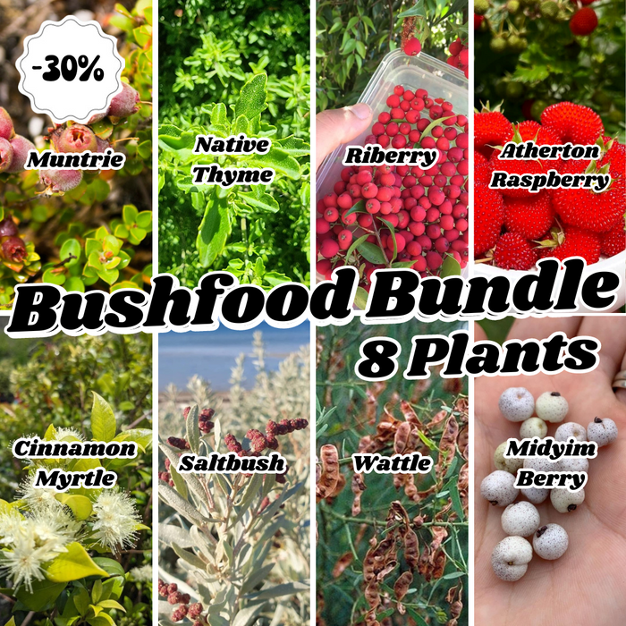 Bushfood Plant Starter Pack (8 Plants)