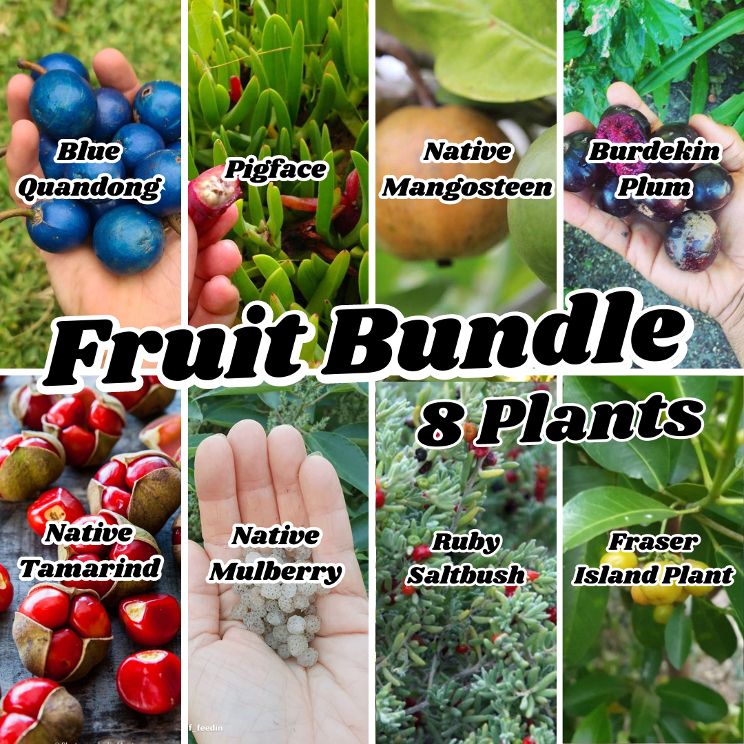 Native Fruit Plant Bundle (8 plants)