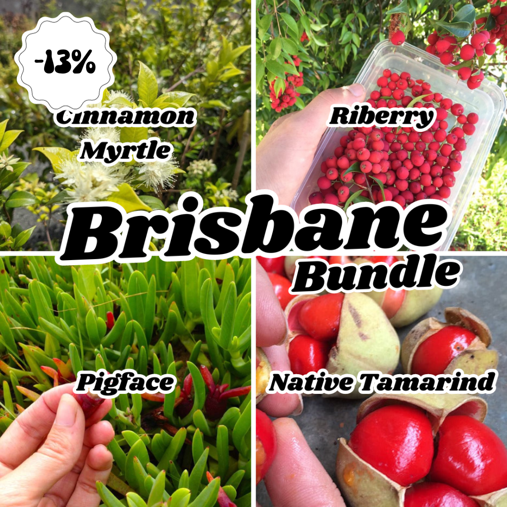 BRISBANE Bushfood Bundle Plant (4 plants)