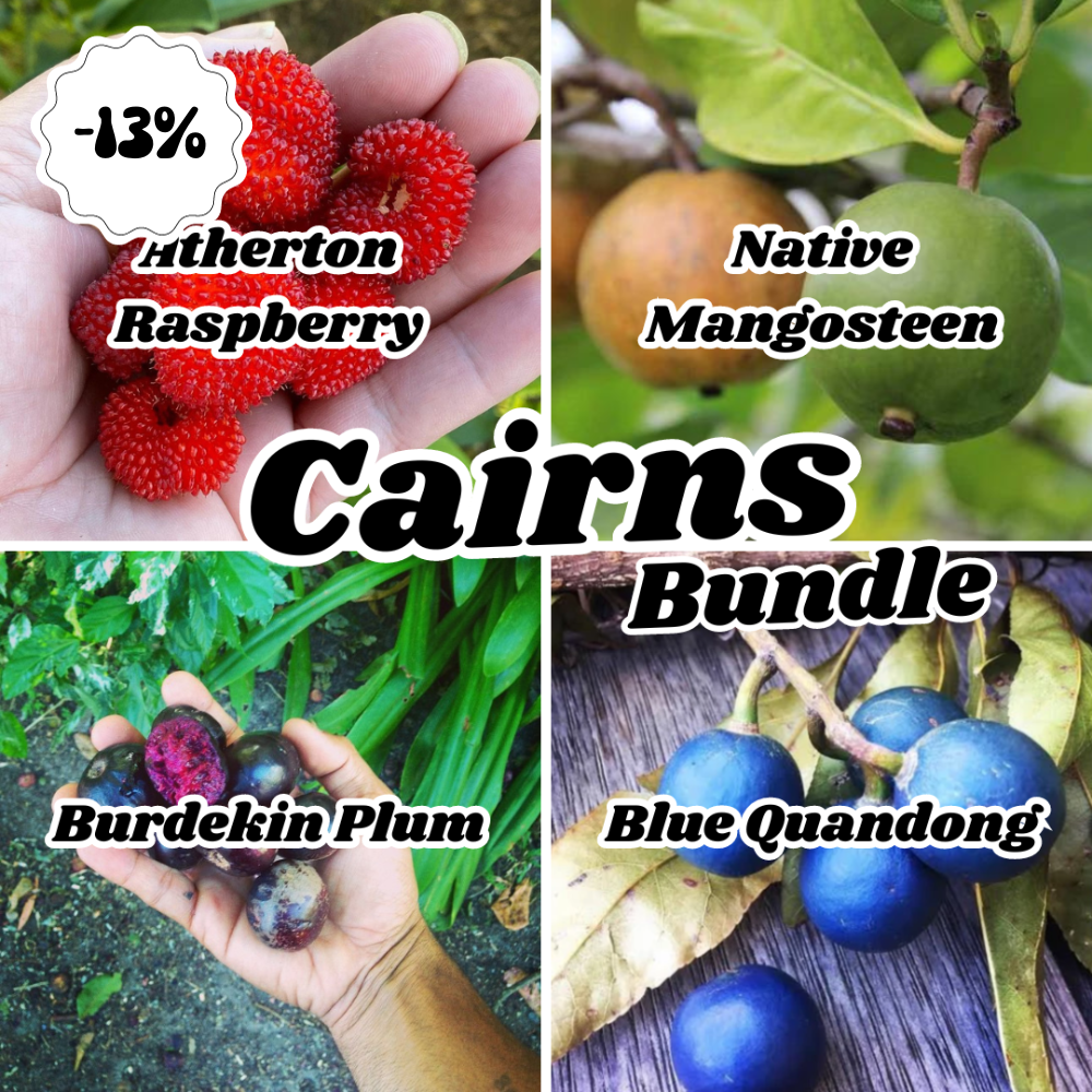 CAIRNS Bushfood Bundle Plant (4 plants)