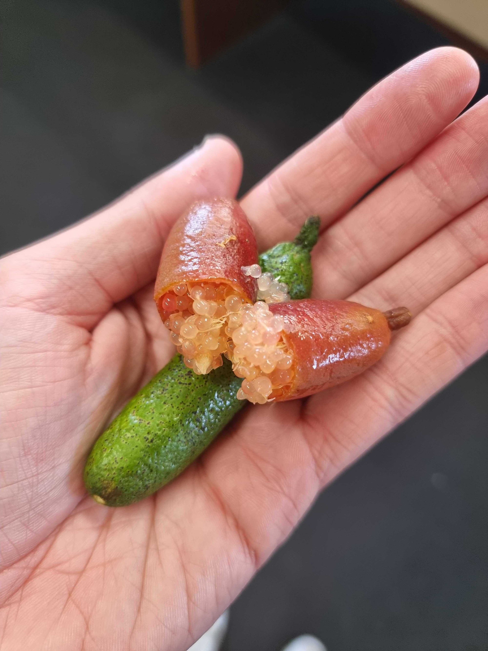 Frozen Finger Lime - 1kg Other Melbourne Bushfood 