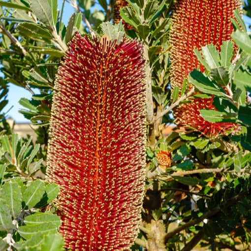 Banksia Flower Plant plant Melbourne Bushfood 
