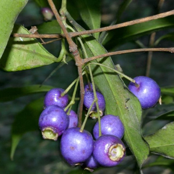 Blue Cherry Plant plant Melbourne Bushfood 